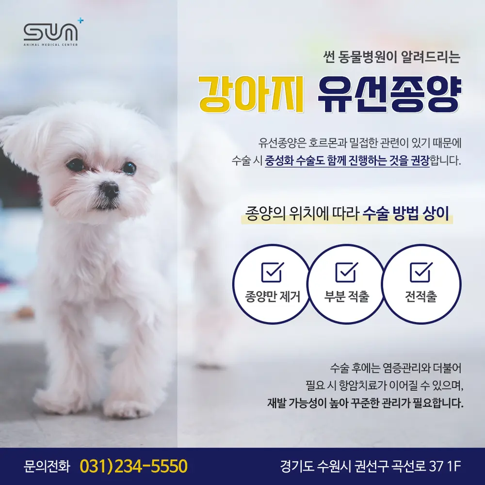 배에 생긴 혹, 7살 초코 수술 후기 #인계동동물병원