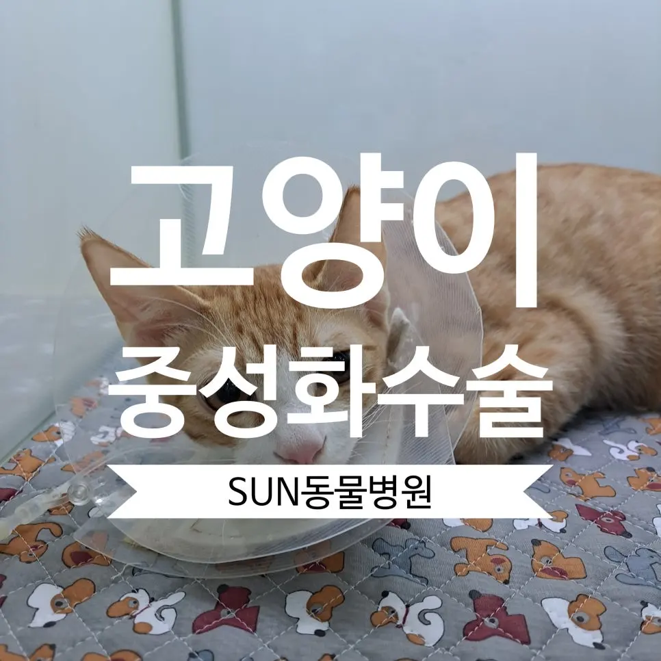 장안구 동물병원 고양이중성화수술