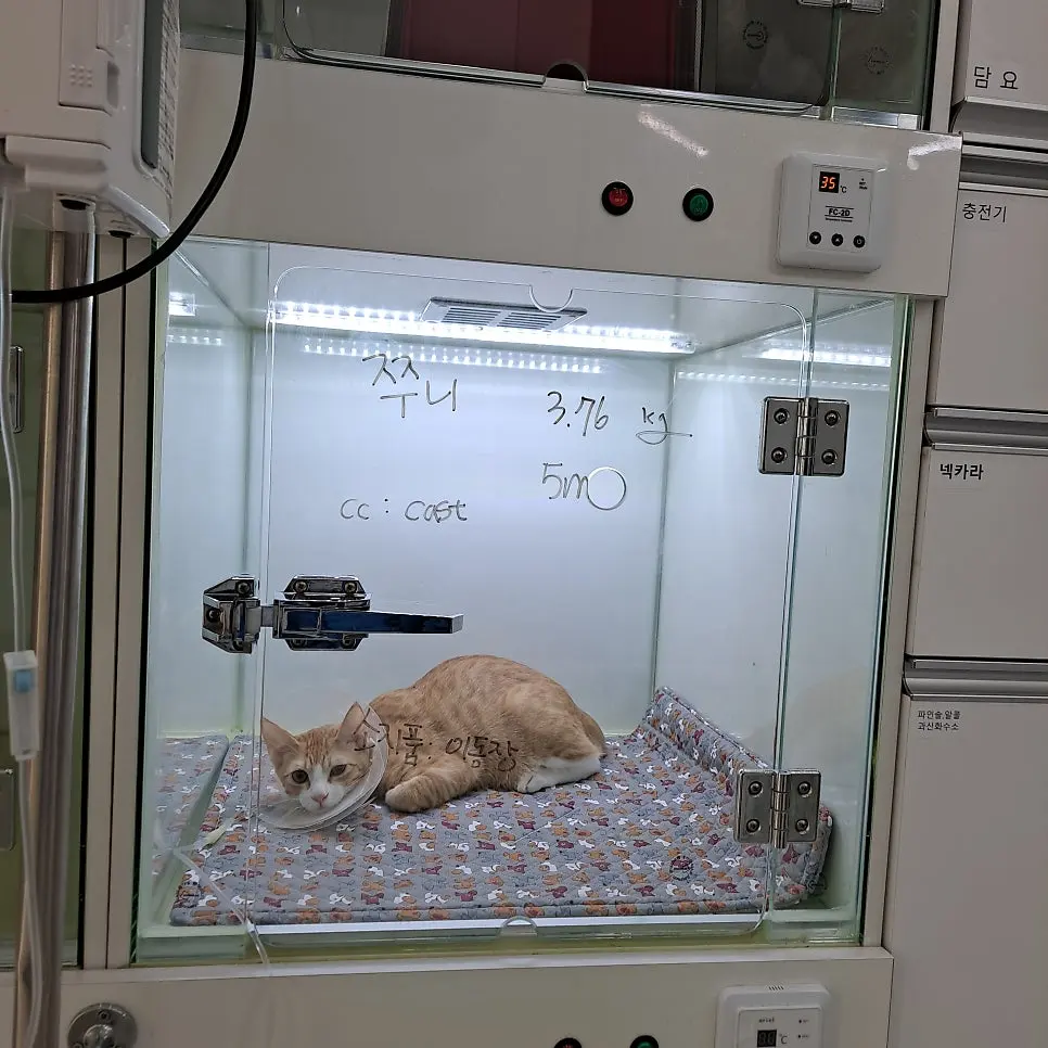 장안구 동물병원 고양이중성화수술