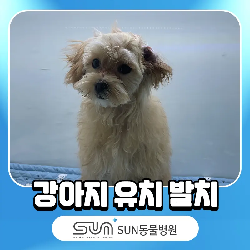 장안구동물병원 강아지 유치 발치부터 치석 제거까지!