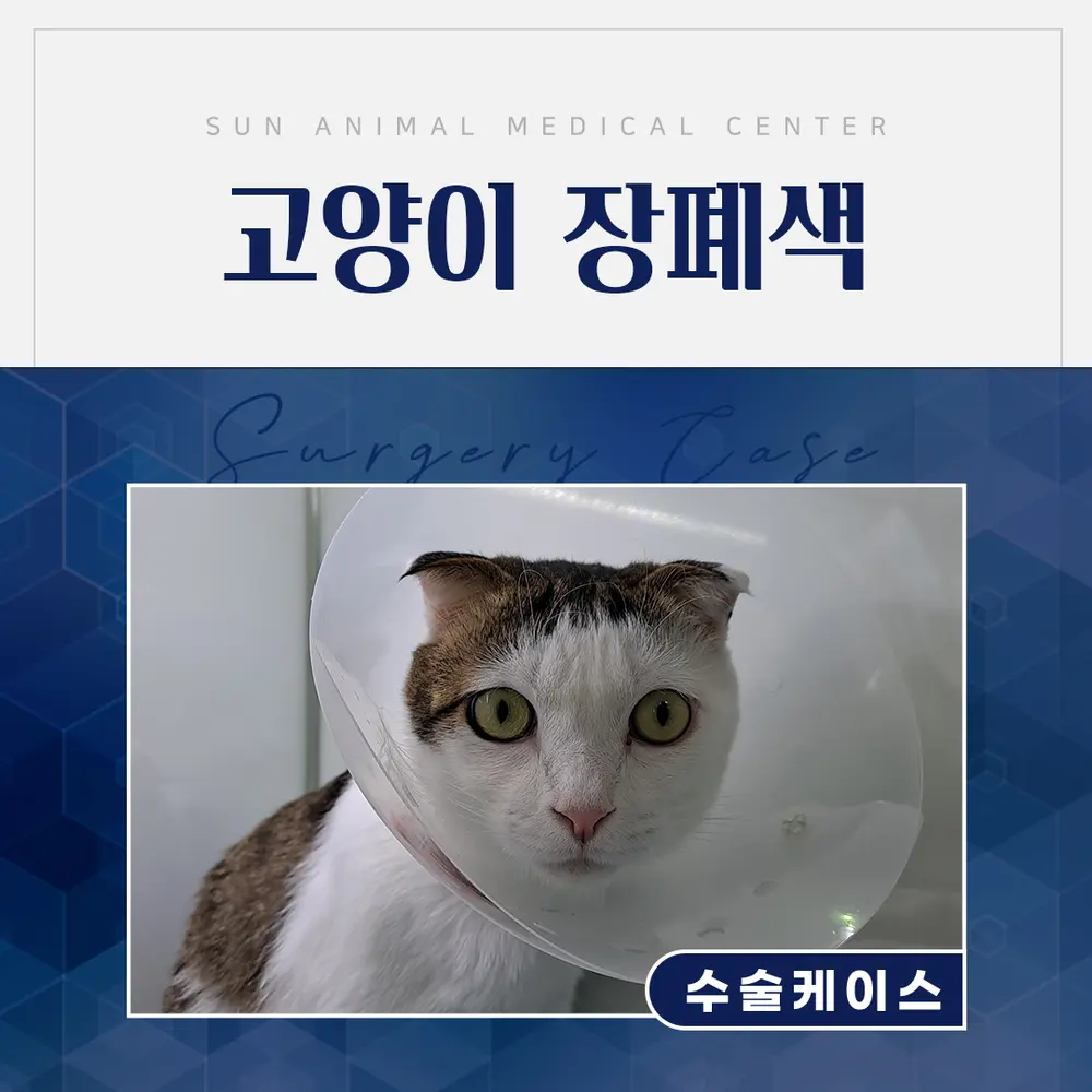 4살 고양이 장폐색 수술 사례, 진안동동물병원