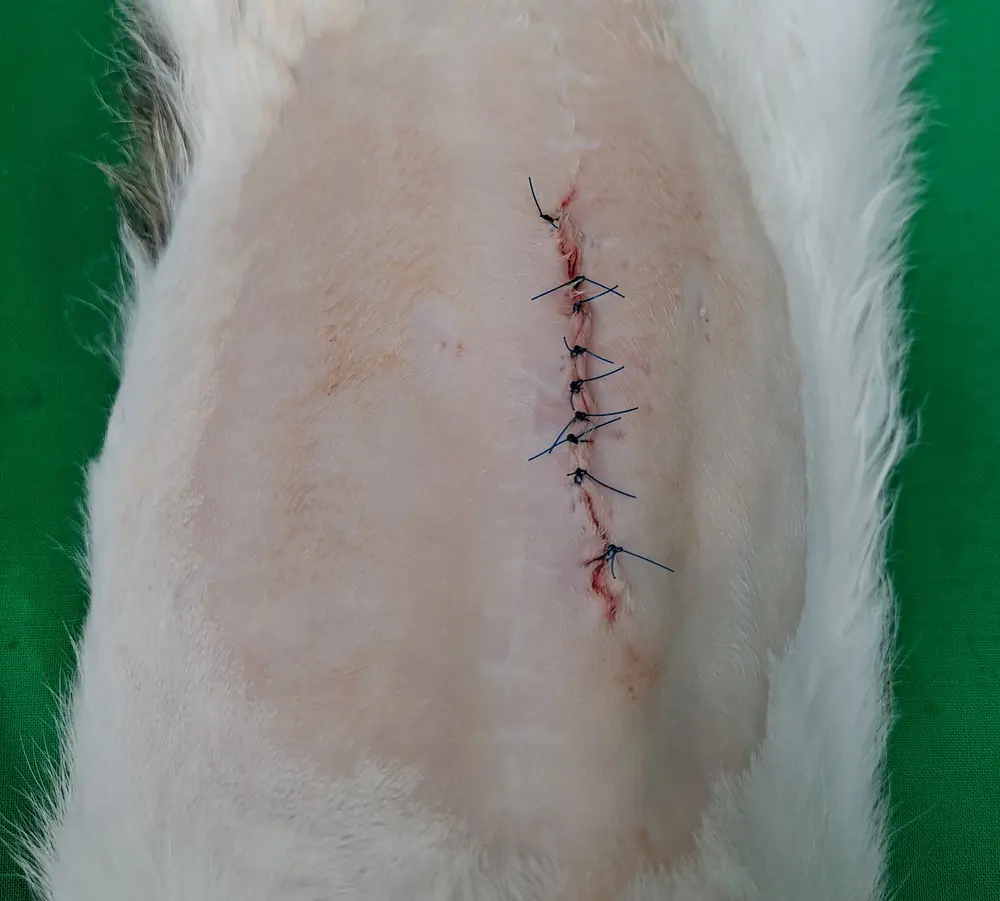 4살 고양이 장폐색 수술 사례, 진안동동물병원