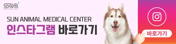 4살 고양이 장폐색 수술 사례, 진안동동물병원