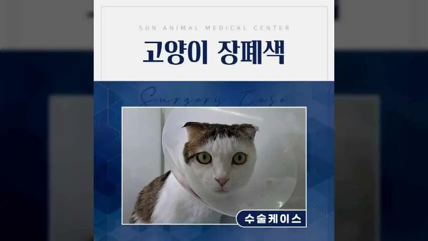 4살 고양이 장폐색 수술 사례, 진안동동물병원 영상
