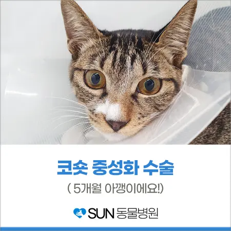 코숏 중성화 수술