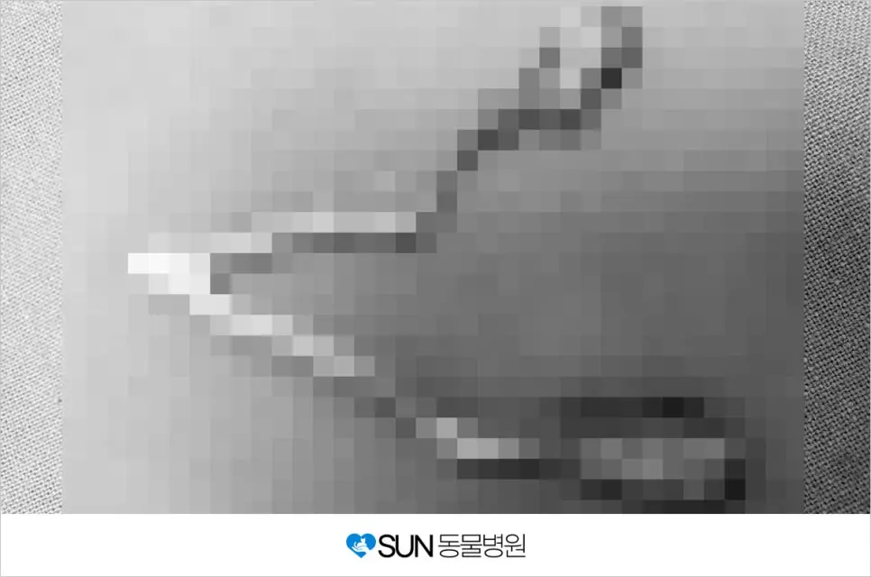 코숏 중성화 수술