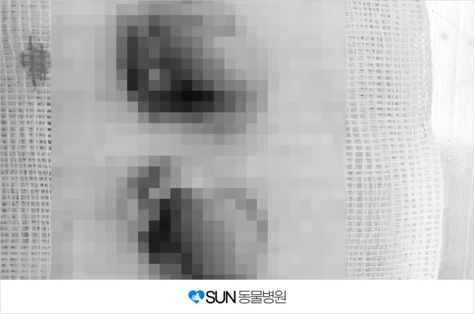 코숏 중성화 수술