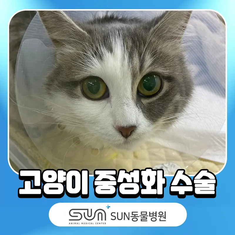 매탄동동물병원 고양이 중성화수술 방광염 예방을 위해