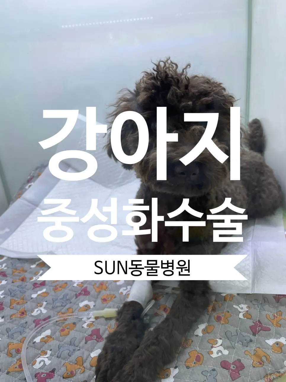 매탄동 동물병원 강아지 중성화수술