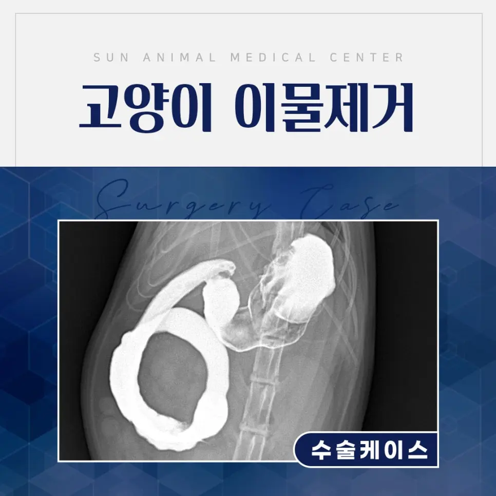 매탄권선역동물병원, 탐색적 개복술을 통한 이물 제거
