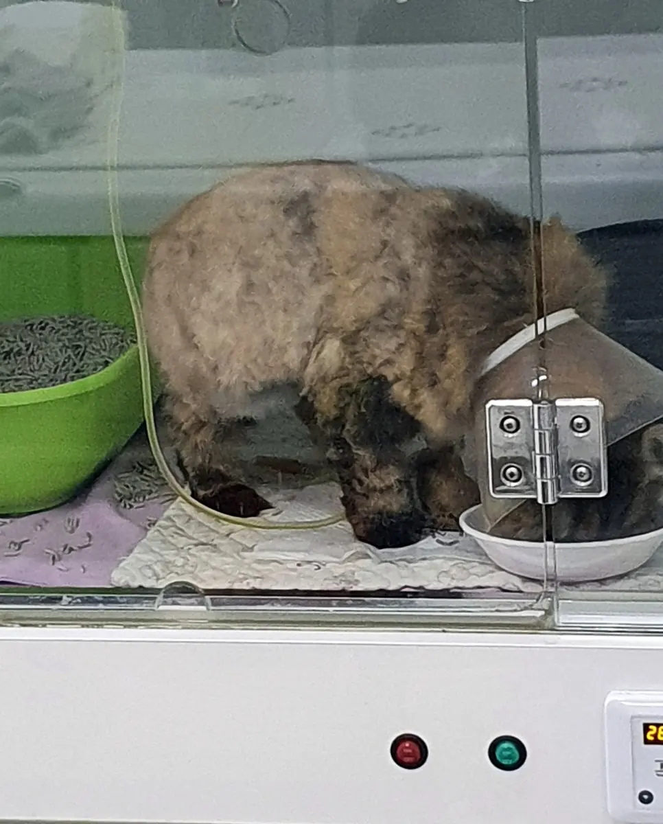 매탄권선역동물병원, 탐색적 개복술을 통한 이물 제거