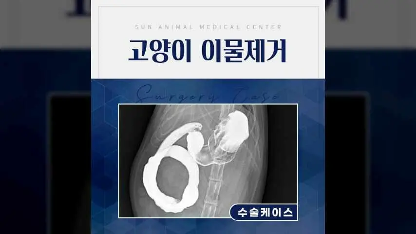 매탄권선역동물병원, 탐색적 개복술을 통한 이물 제거 영상