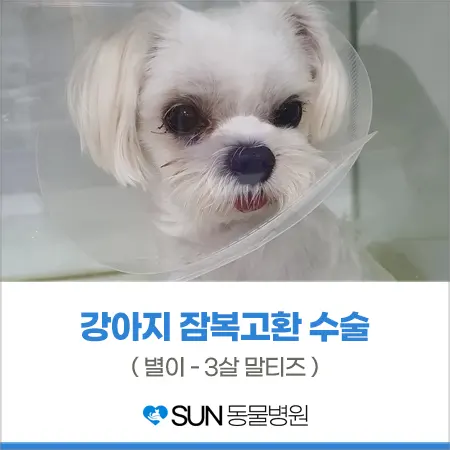 말티즈 잠복고환 수술 후기