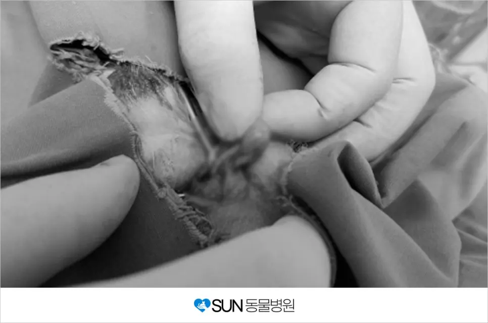 말티즈 잠복고환 수술 후기