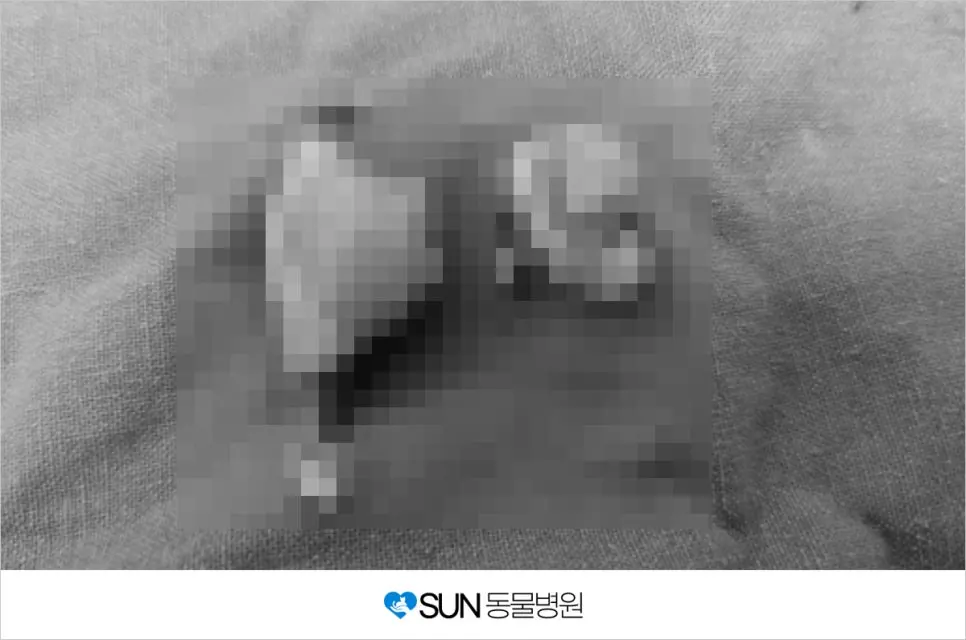 말티즈 잠복고환 수술 후기