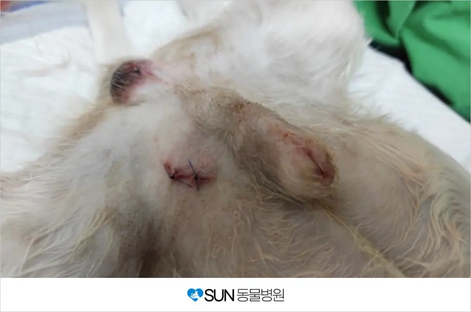 말티즈 잠복고환 수술 후기