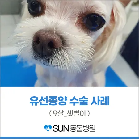 말티즈 유선종양 수술 사례 이야기