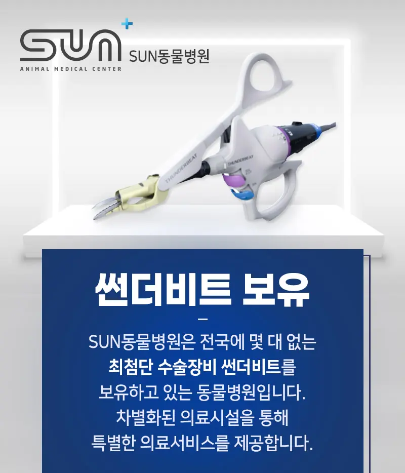 수원 망포 동물병원 중성화수술 발정 스트레스 방지를 위해