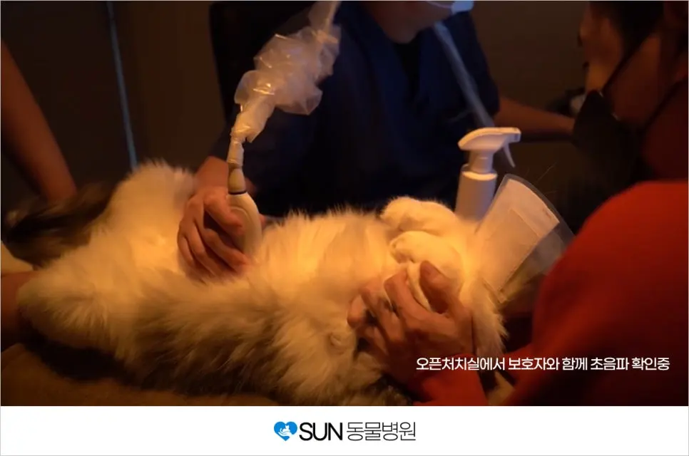 유튜브★ 밀키복이 강아지, 고양이 건강검진 '◡'