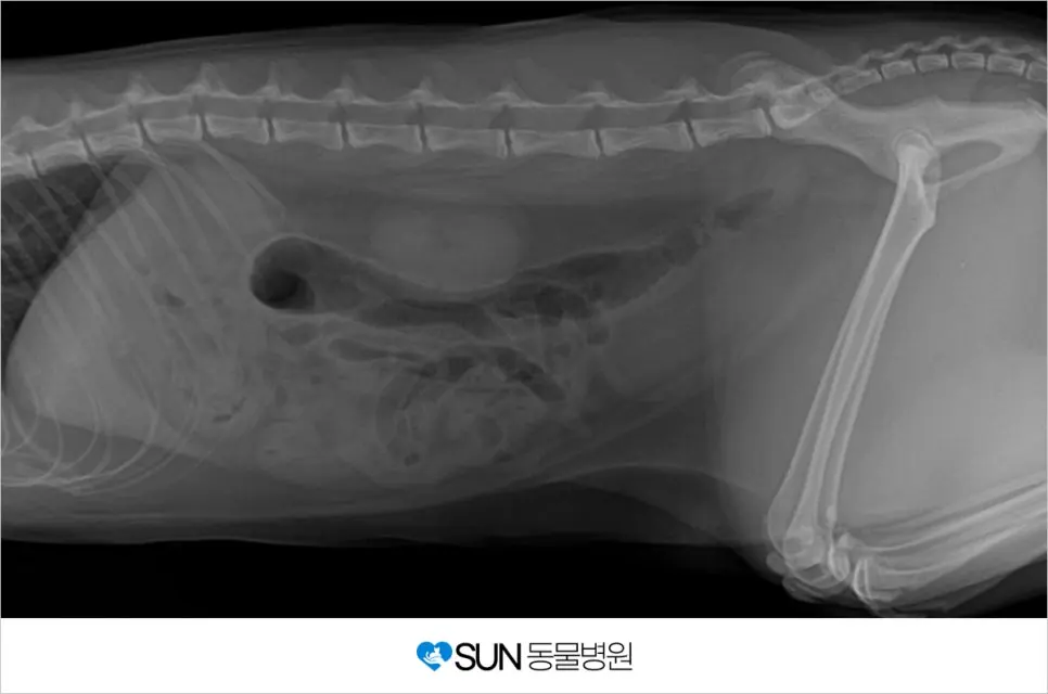 유튜브★ 밀키복이 강아지, 고양이 건강검진 '◡'