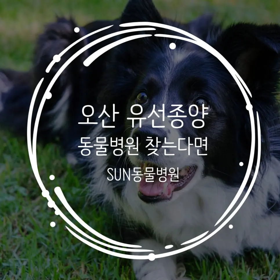 오산 유선종양 동물병원 100% 믿을 수 있기에