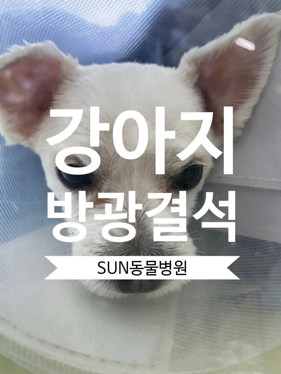 팔달구 동물병원 강아지 방광결석 제거 수술