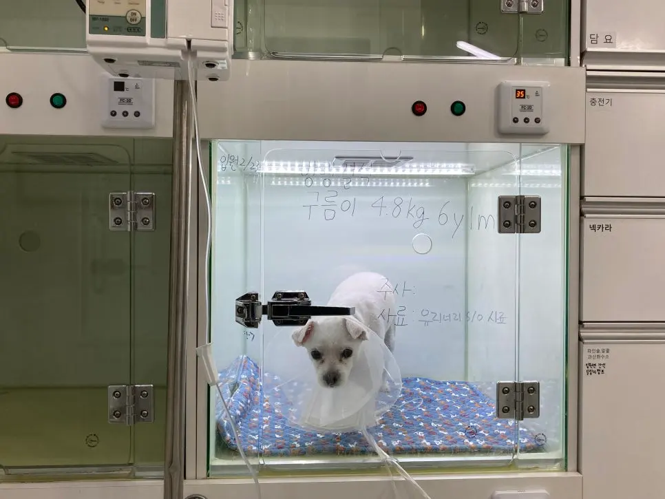 팔달구 동물병원 강아지 방광결석 제거 수술