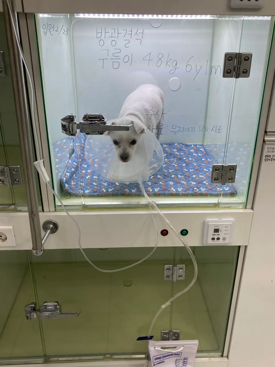 팔달구 동물병원 강아지 방광결석 제거 수술