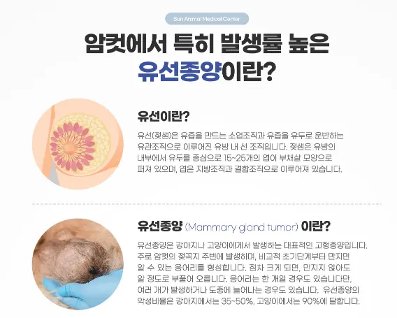 판교 강아지 유선종양 수술 선택하기 전 팁
