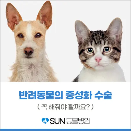 반려동물의 중성화 수술 꼭 해야 할까요?