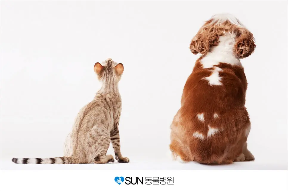 반려동물의 중성화 수술 꼭 해야 할까요?