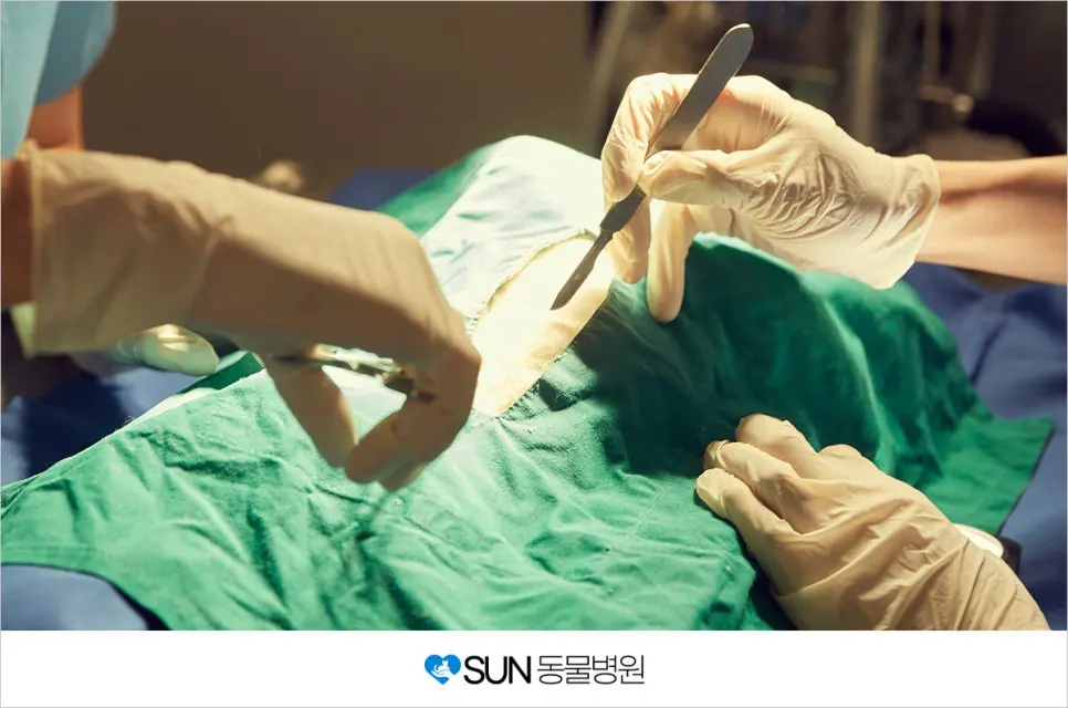 반려동물의 중성화 수술 꼭 해야 할까요?