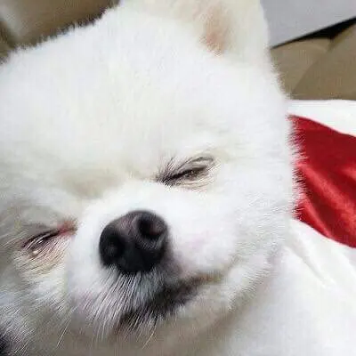 반려동물의 중성화 수술 꼭 해야 할까요?