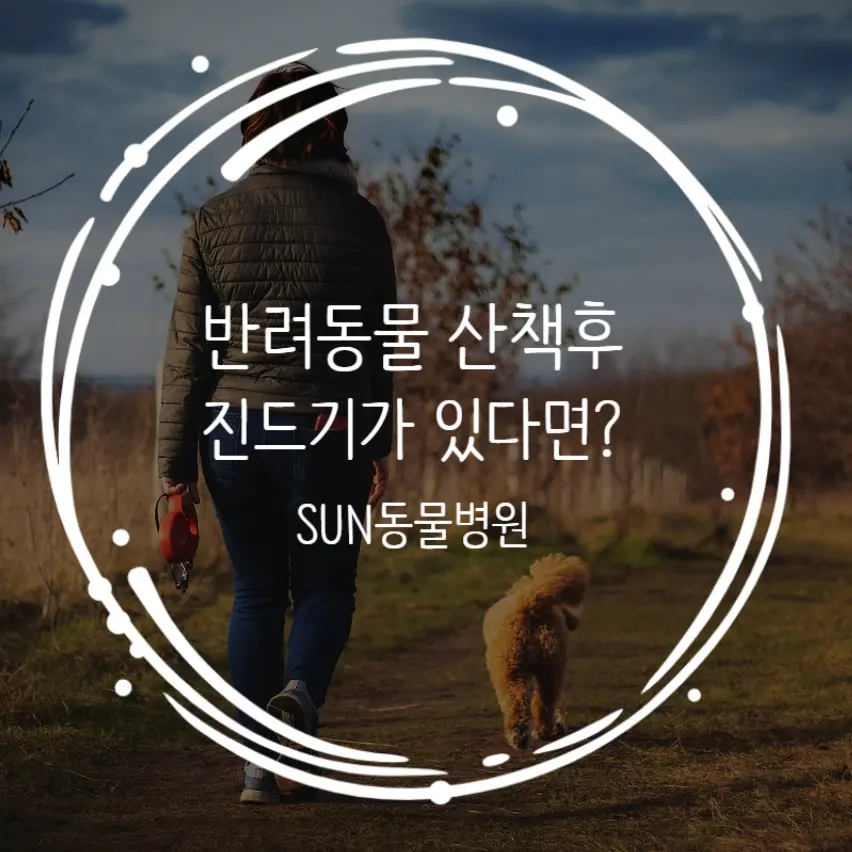 반려동물 산책후 진드기 집에 들어오기 전 꼭 확인하세요