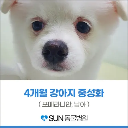 4개월 강아지 포메라니안 중성화 수술