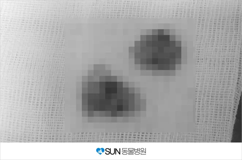 4개월 강아지 포메라니안 중성화 수술