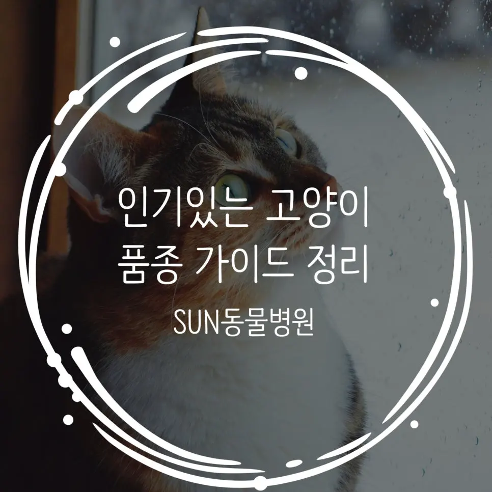 인기 있는 고양이 종, 나에게 맞는 선택 가이드