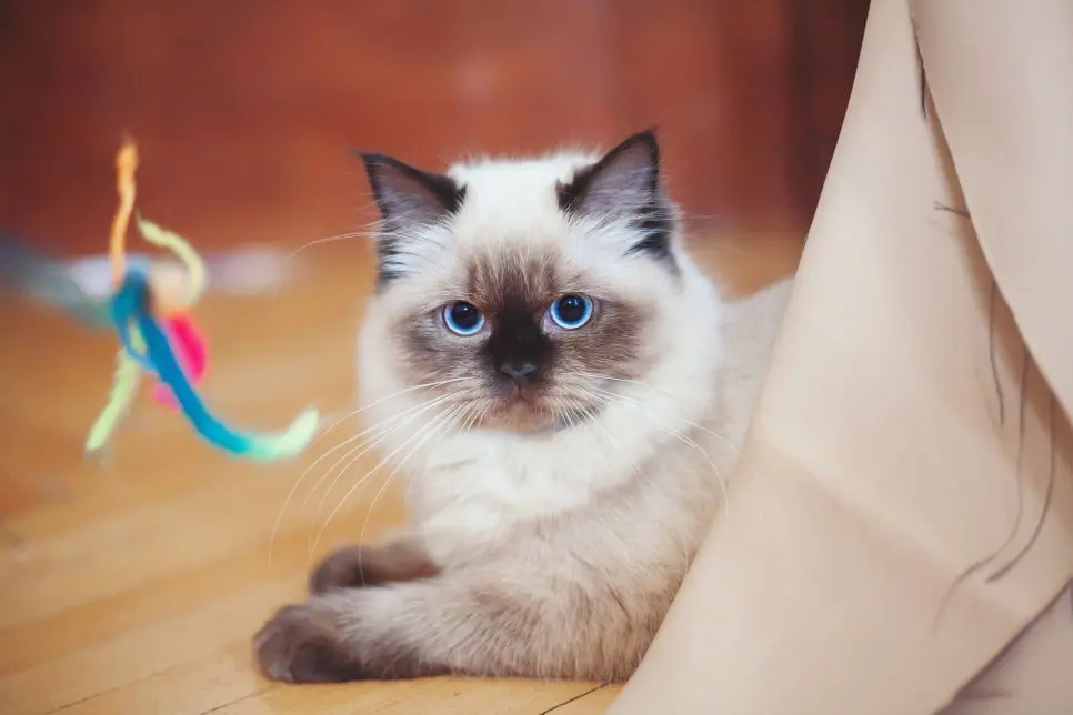인기 있는 고양이 종, 나에게 맞는 선택 가이드