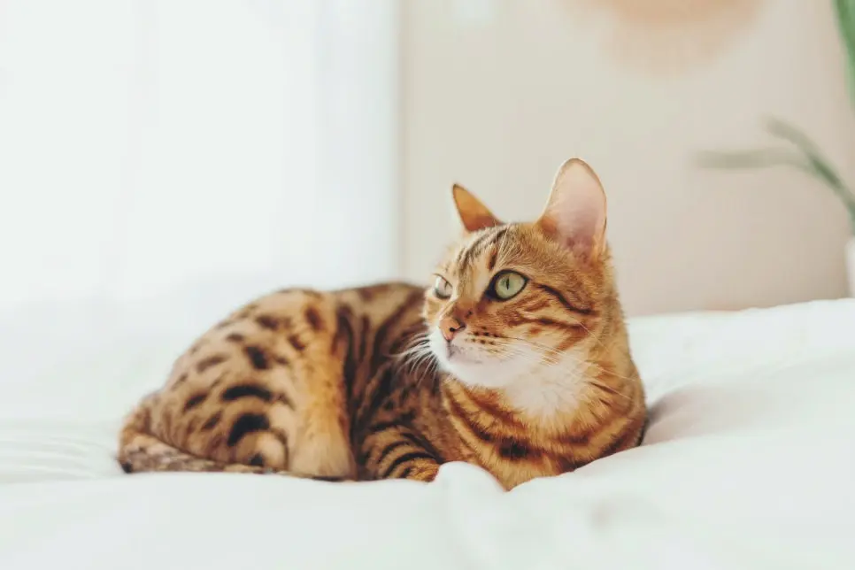 인기 있는 고양이 종, 나에게 맞는 선택 가이드