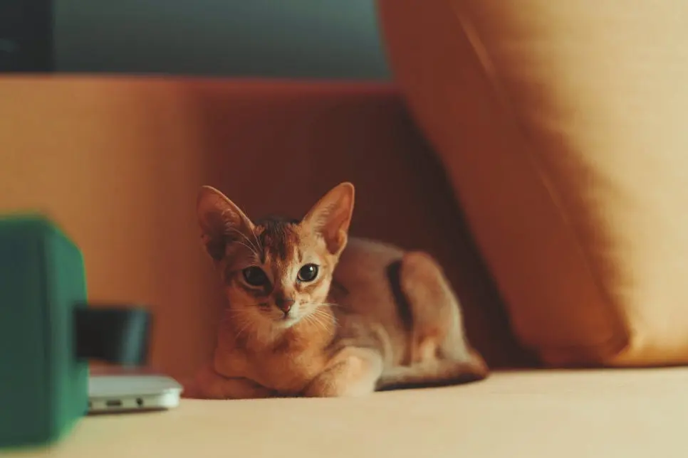 인기 있는 고양이 종, 나에게 맞는 선택 가이드