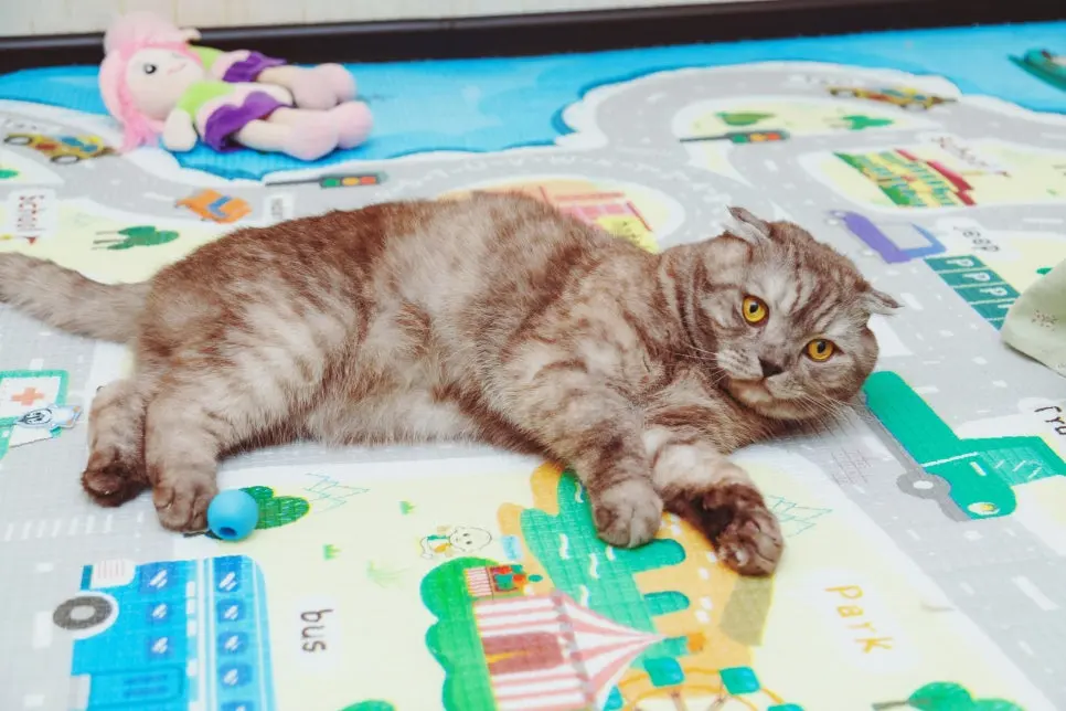 인기 있는 고양이 종, 나에게 맞는 선택 가이드