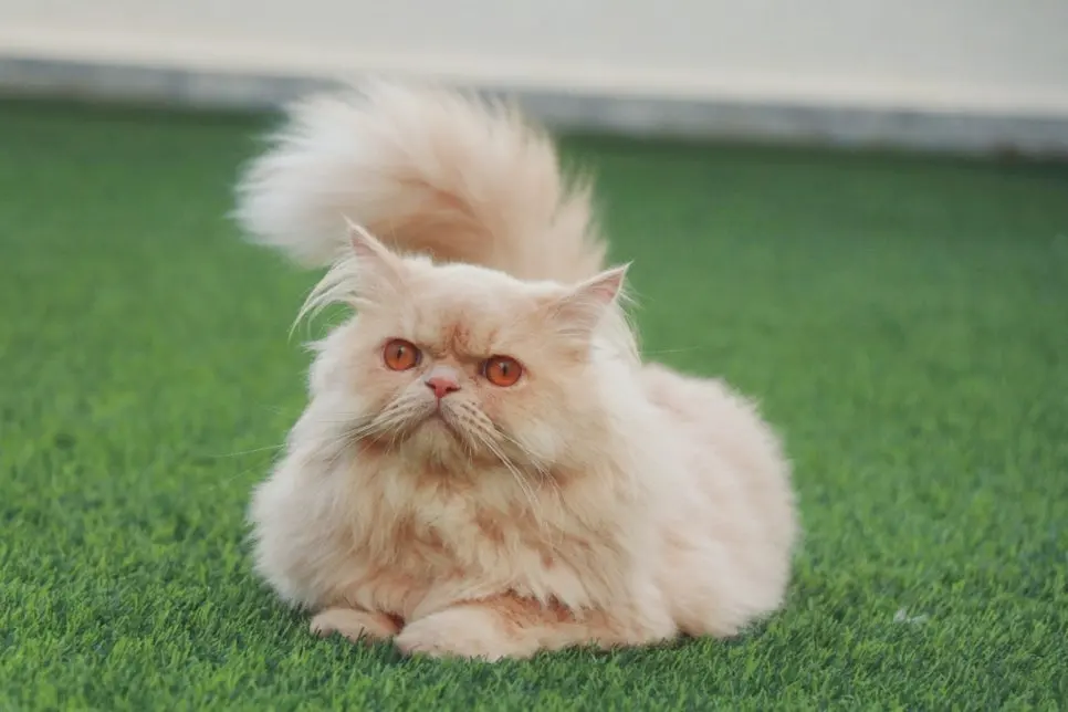 인기 있는 고양이 종, 나에게 맞는 선택 가이드
