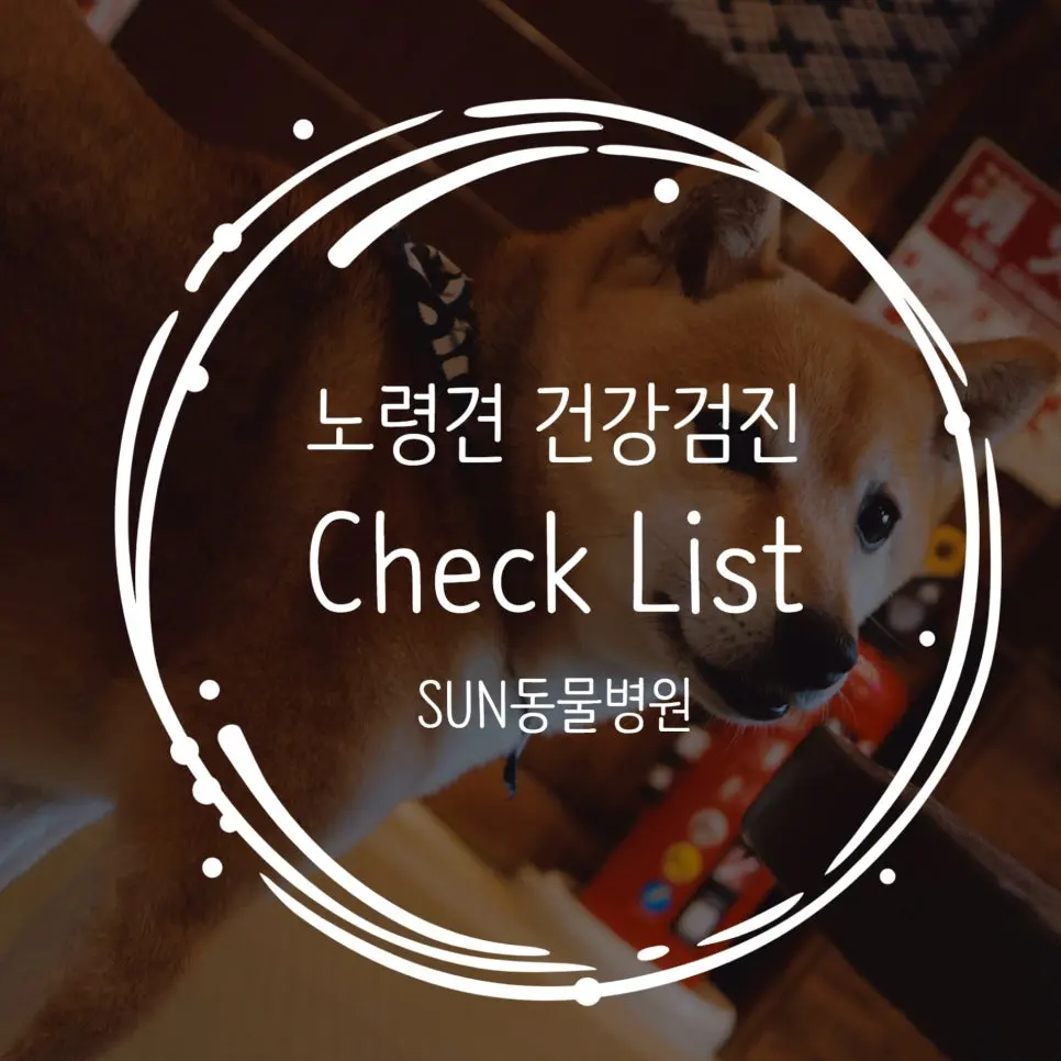 노령견 건강검진 항목 꼭 챙겨야 할 필수 검사