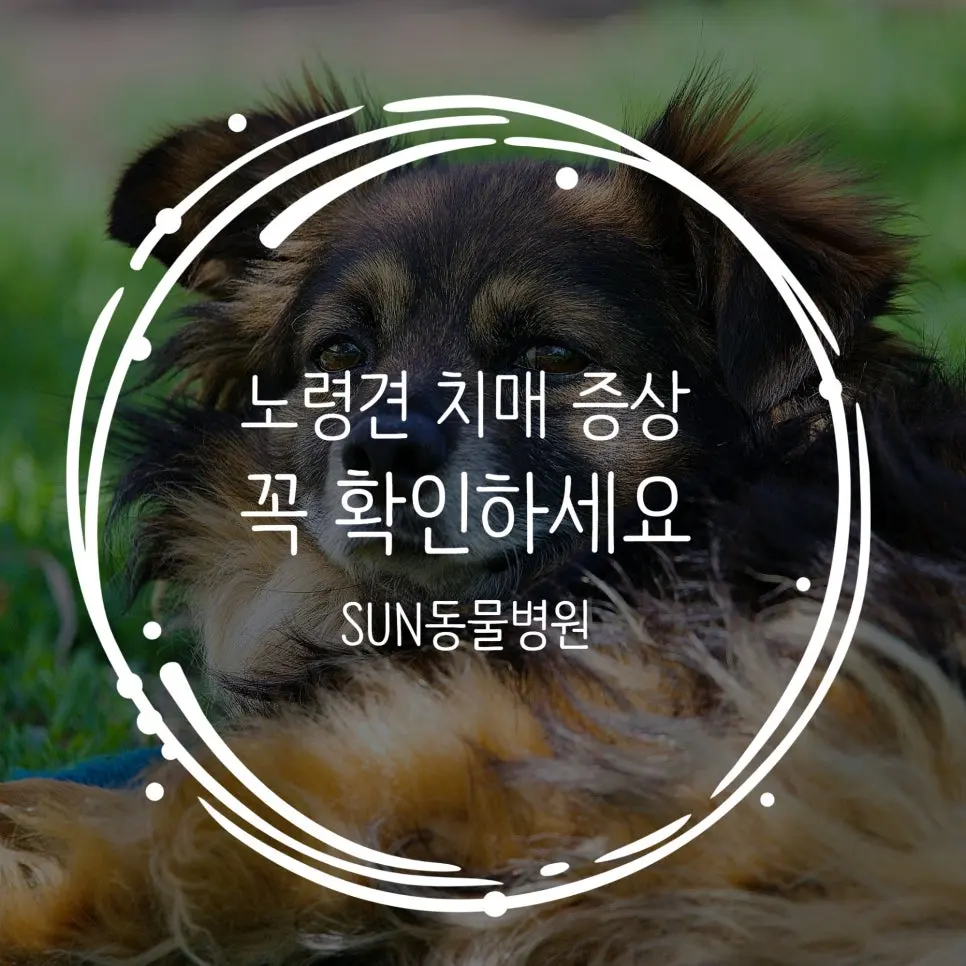 노령견 치매 증상, 보호자가 꼭 알아야 할 변화 신호