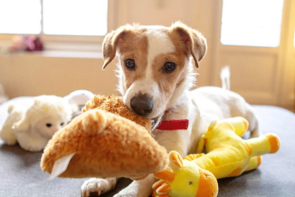 노령견 치매 증상, 보호자가 꼭 알아야 할 변화 신호