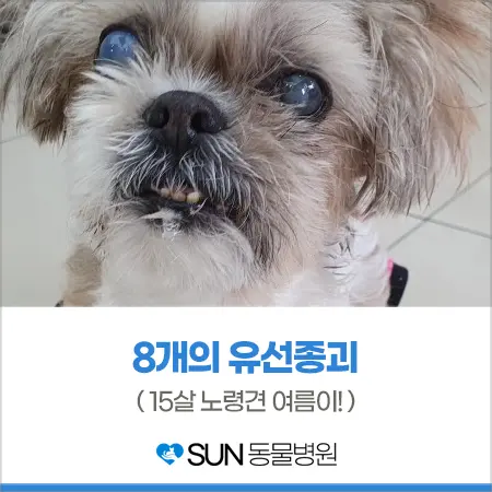 15살 강아지 노령견 유선종양