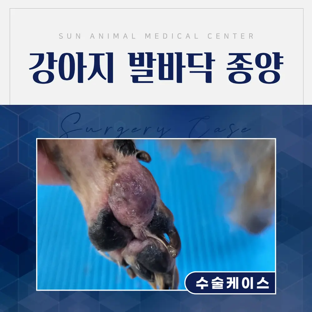14살 노령견 강아지 발바닥 종양 제거 수술, 종양수술전문동물병원