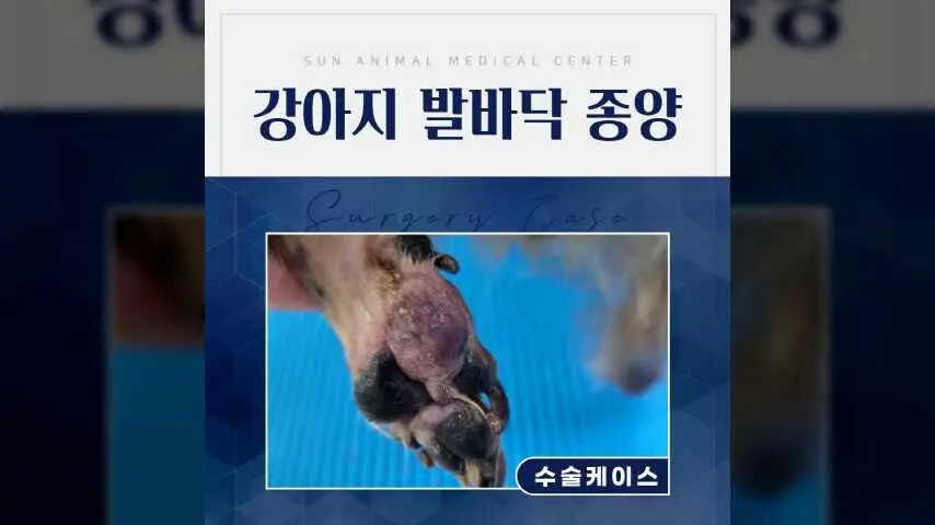 14살 노령견 강아지 발바닥 종양 제거 수술, 종양수술전문동물병원 영상