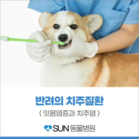 노령견에게 많은 질병인 치주질환!