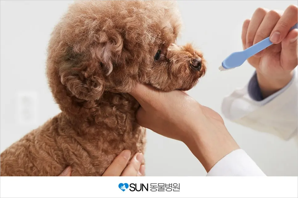 노령견에게 많은 질병인 치주질환!